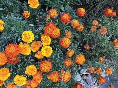 A Moment for Turning: Soil and Soul Image